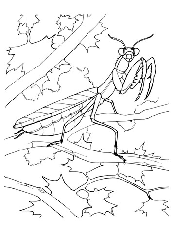 Praying Mantis  Coloring Page